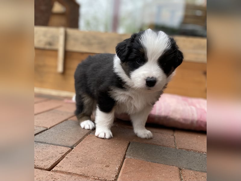Australien Shepherd Mix