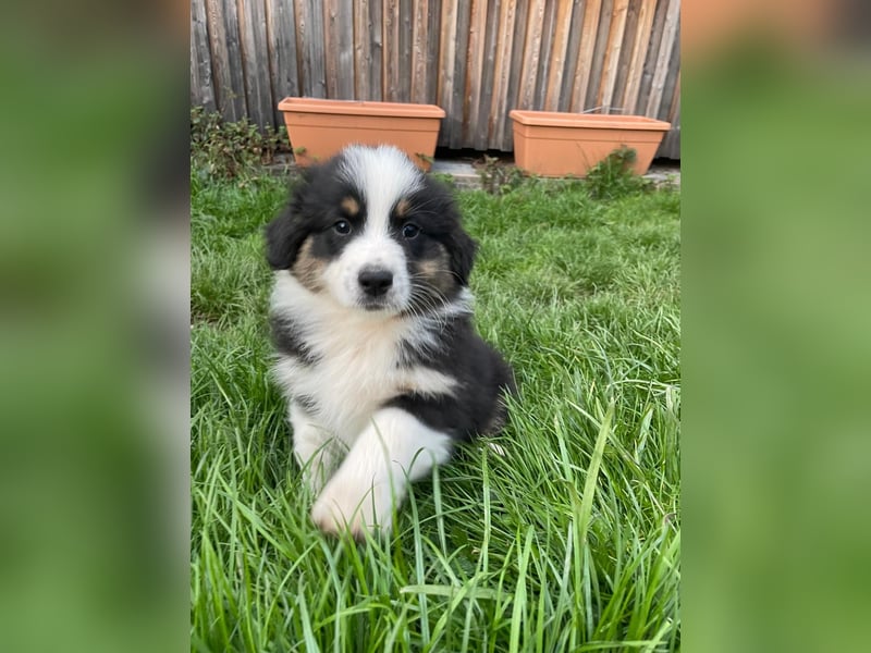 Australian Shepherd Welpen
