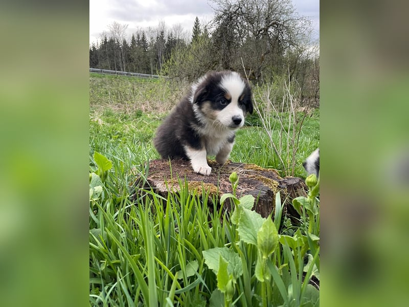 Australian Shepherd Welpen