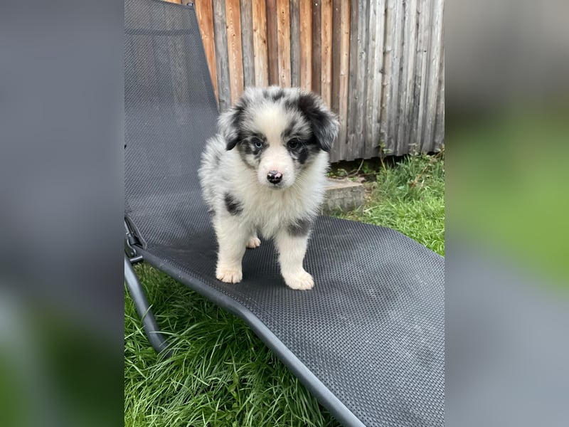Australian Shepherd Welpen