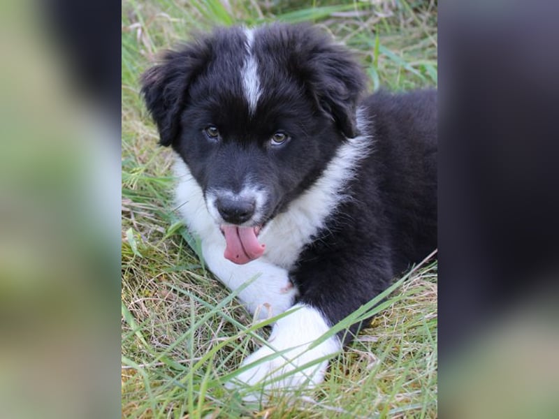 Australian Shepherd Welpe (reinrassig)