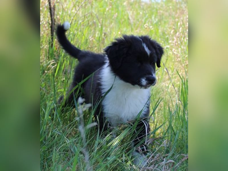Australian Shepherd Welpe (reinrassig)