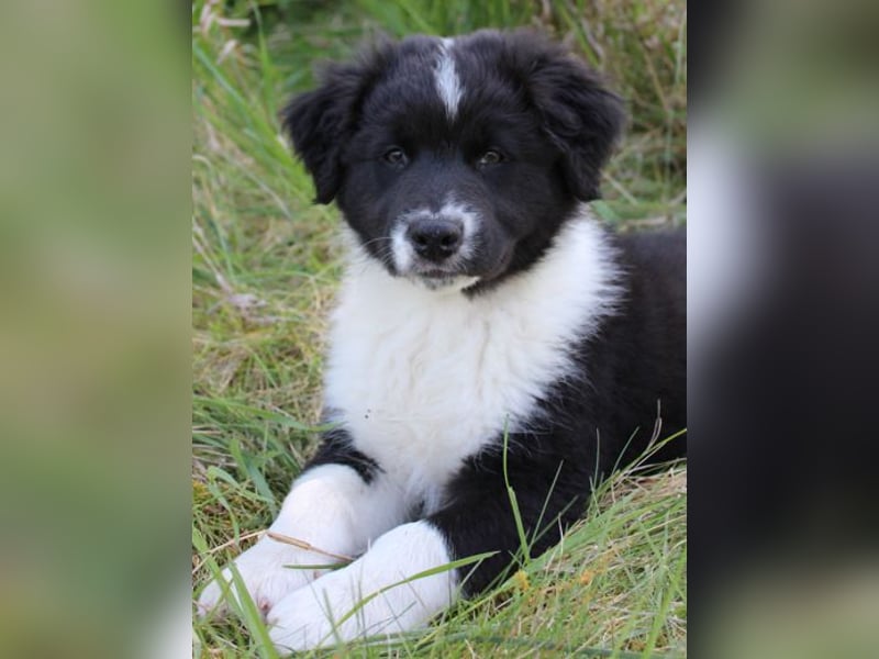 Australian Shepherd Welpe (reinrassig)