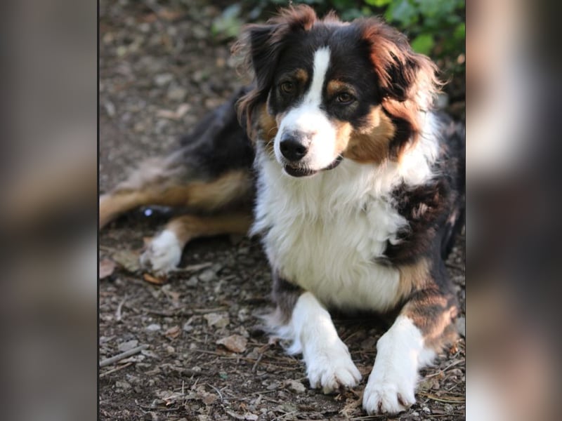 Australian Shepherd Welpe (reinrassig)