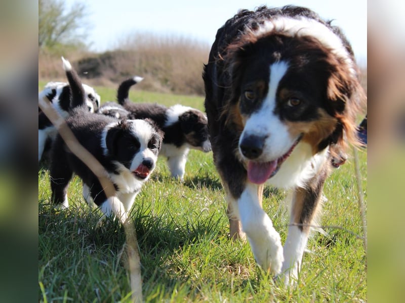 Australian Shepherd Welpe (reinrassig)