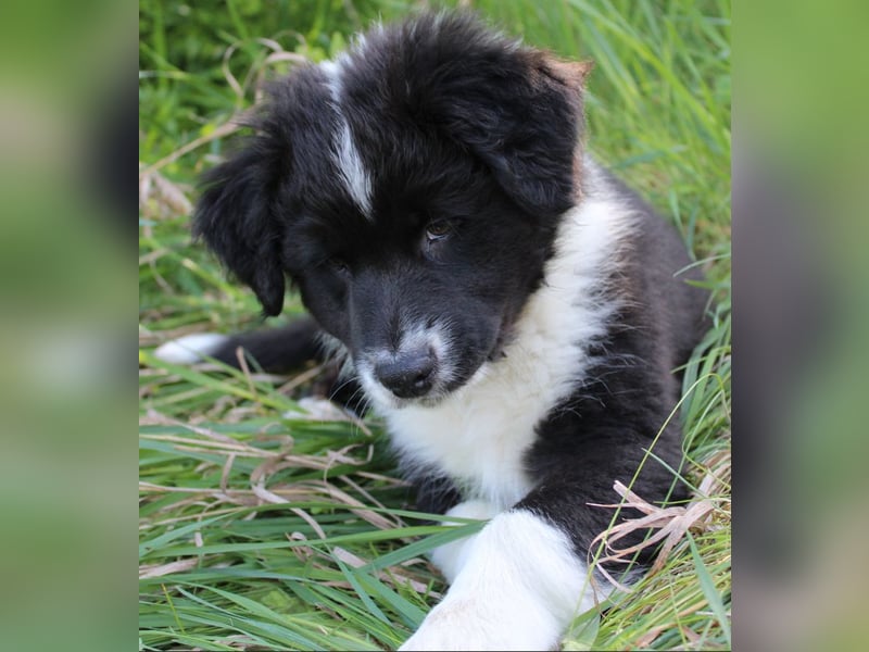 Australian Shepherd Welpe (reinrassig)