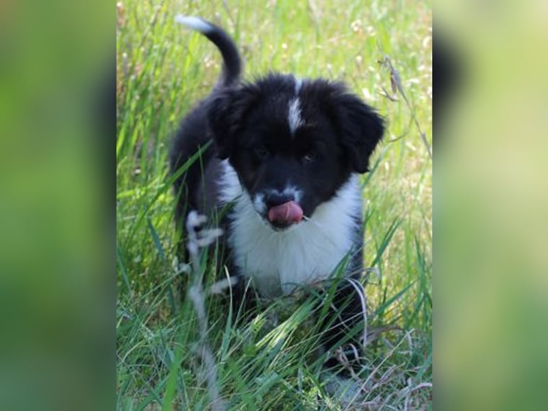 Australian Shepherd Welpe (reinrassig)