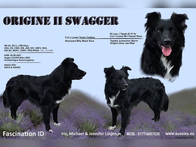 Australian Shepherd Deckrüde