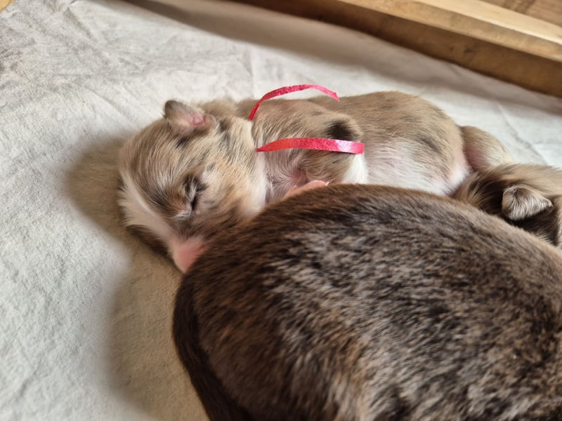 Australian Shepherds mit ASCA Papieren