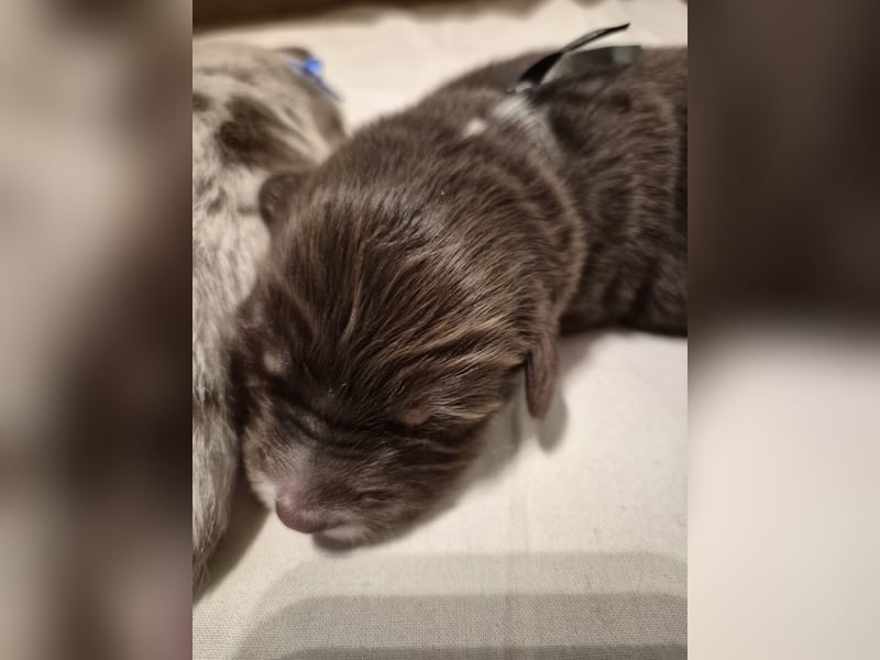 Australian Shepherds mit ASCA Papieren