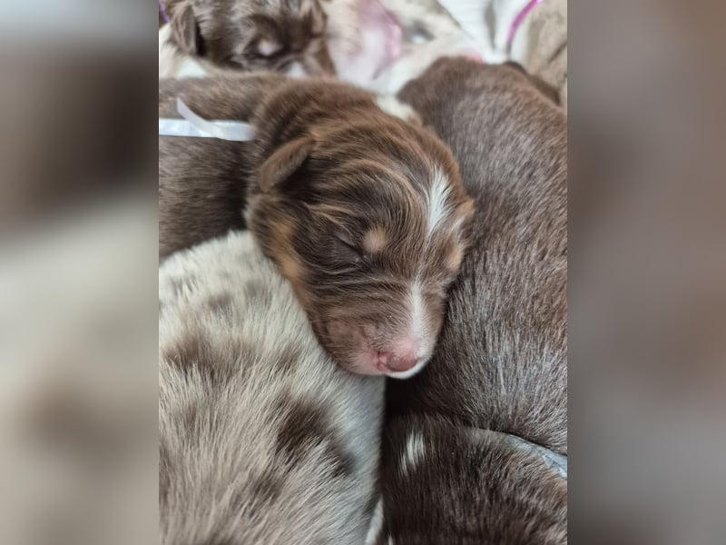 Australian Shepherds mit ASCA Papieren