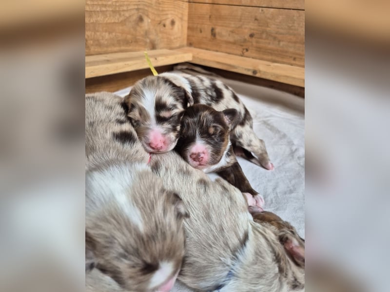 Australian Shepherds mit ASCA Papieren