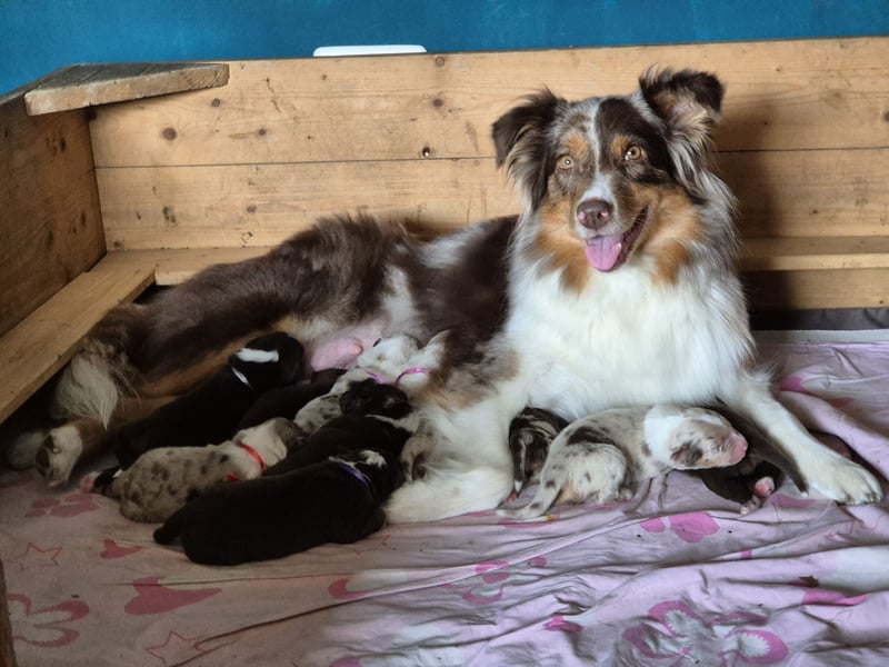 Australian Shepherds mit ASCA Papieren