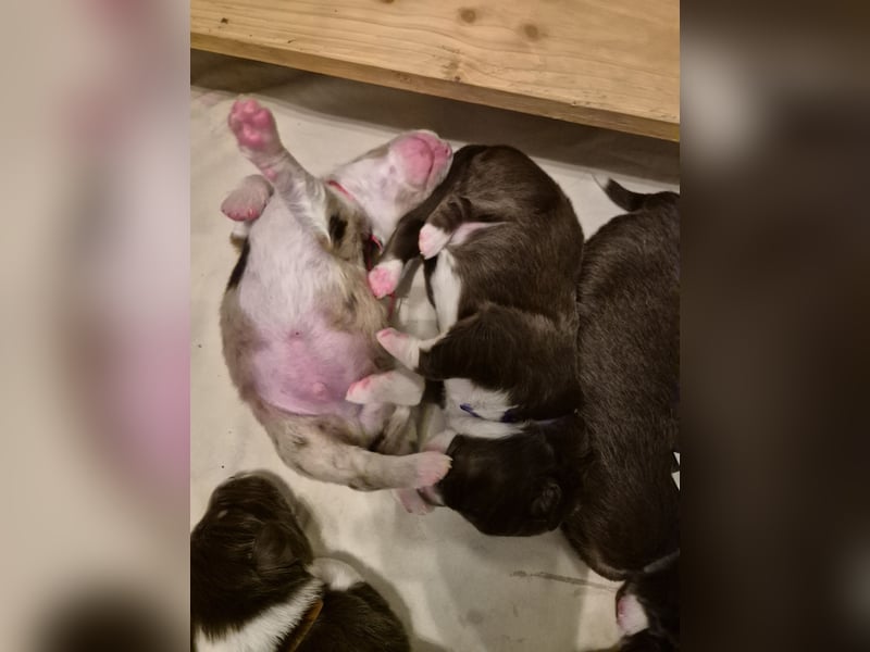 Australian Shepherds mit ASCA Papieren