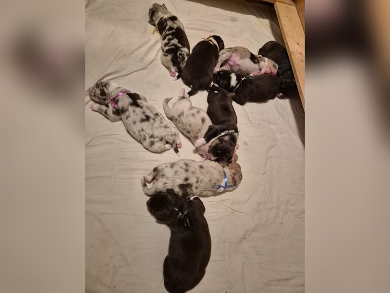 Australian Shepherds mit ASCA Papieren