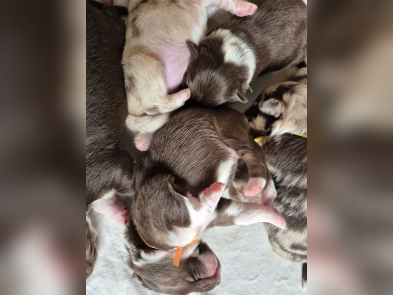Australian Shepherds mit ASCA Papieren