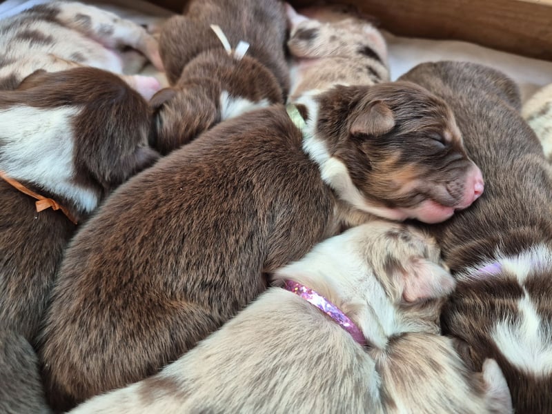 Australian Shepherds mit ASCA Papieren