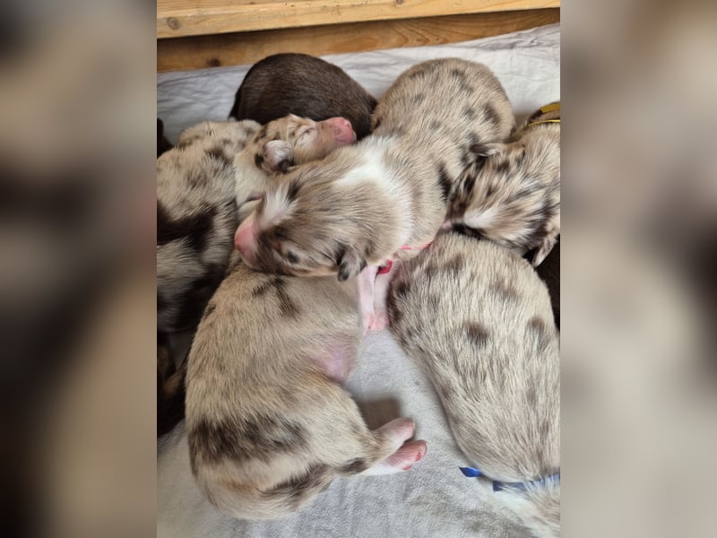 Australian Shepherds mit ASCA Papieren
