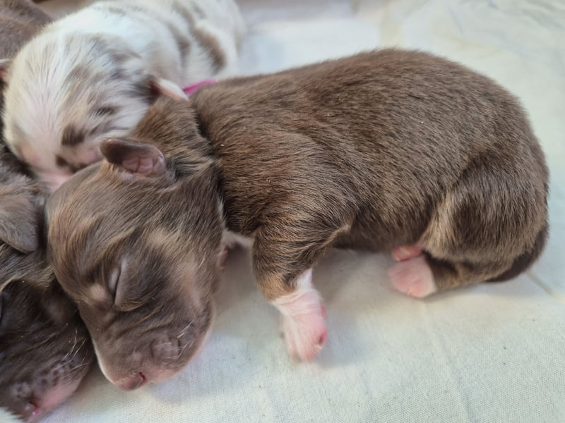 Australian Shepherds mit ASCA Papieren