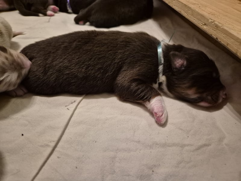 Australian Shepherds mit ASCA Papieren