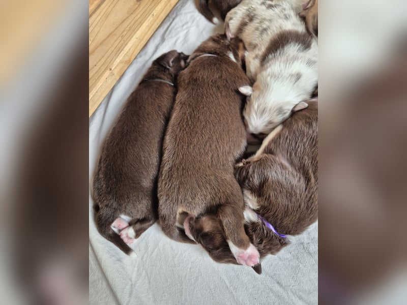 Australian Shepherds mit ASCA Papieren