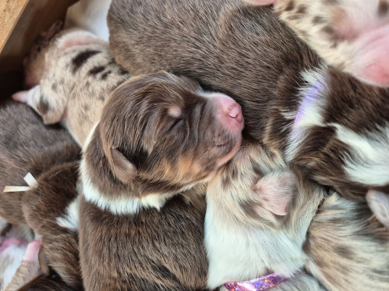 Australian Shepherds mit ASCA Papieren