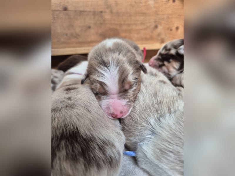 Australian Shepherds mit ASCA Papieren