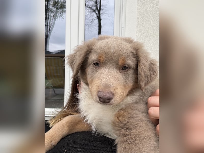 Loki der Kuschler