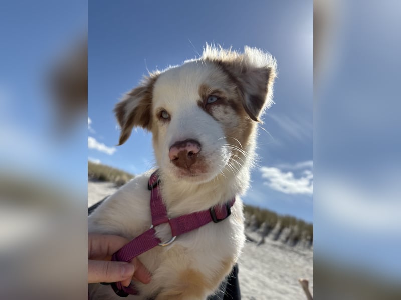 Australian Shepherd Welpen mit Sachkundenachweis