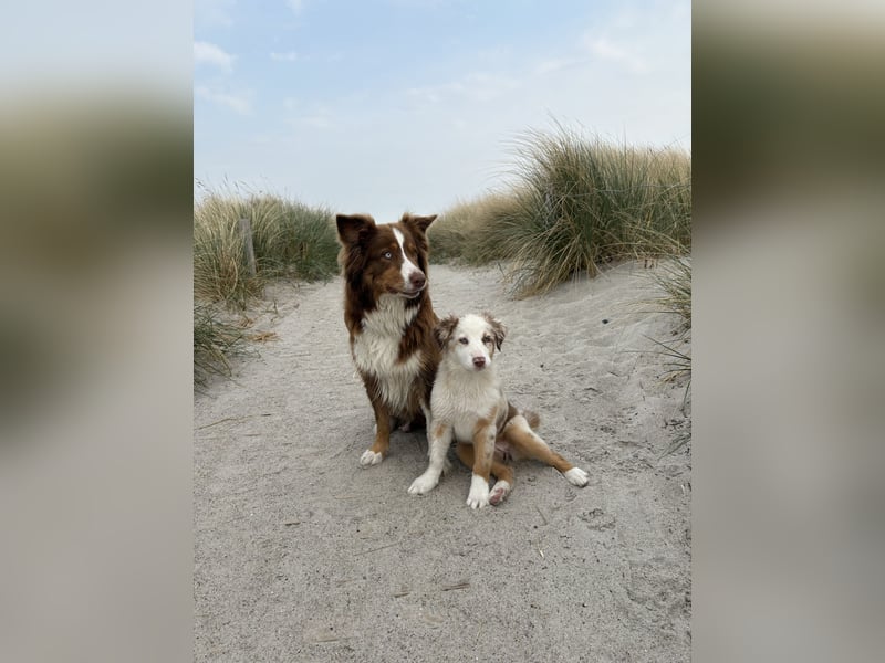 Australian Shepherd Welpen mit Sachkundenachweis