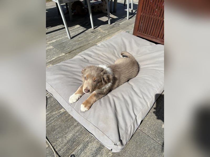 Loki der Kuschler