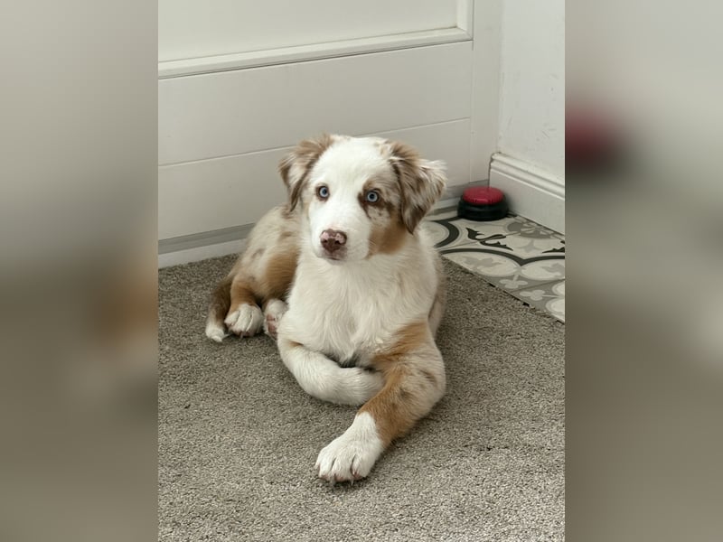 Australian Shepherd Welpen mit Sachkundenachweis