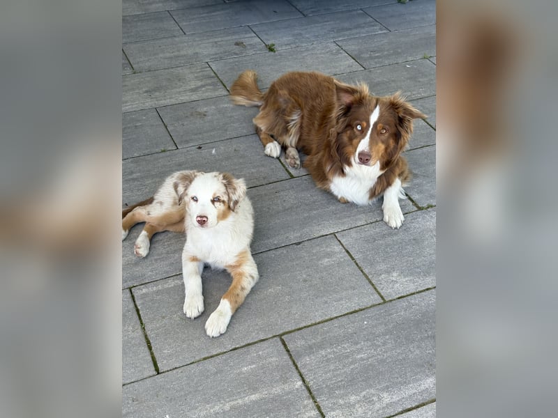 Australian Shepherd Welpen mit Sachkundenachweis