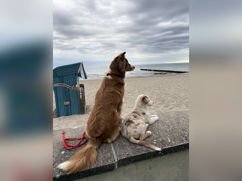 Australian Shepherd Welpen mit Sachkundenachweis