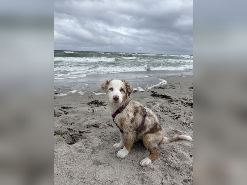Australian Shepherd Welpen mit Sachkundenachweis