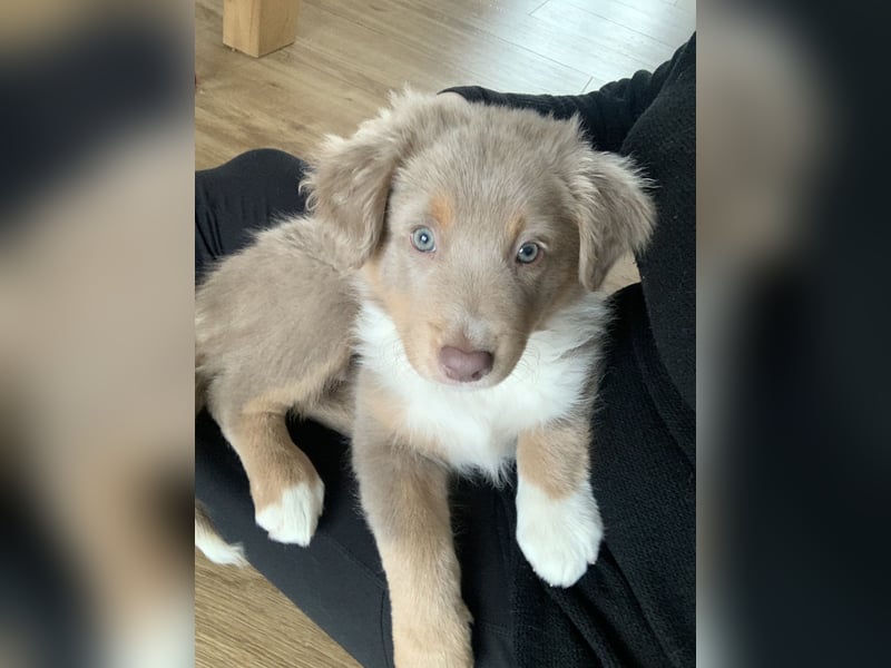 Loki der Kuschler