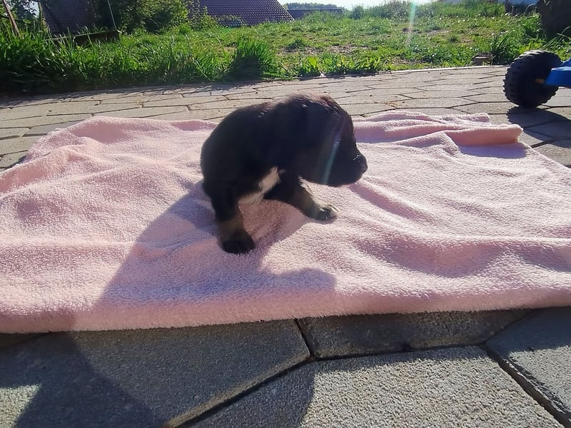 Der kleine schwarze Wirbelwind
