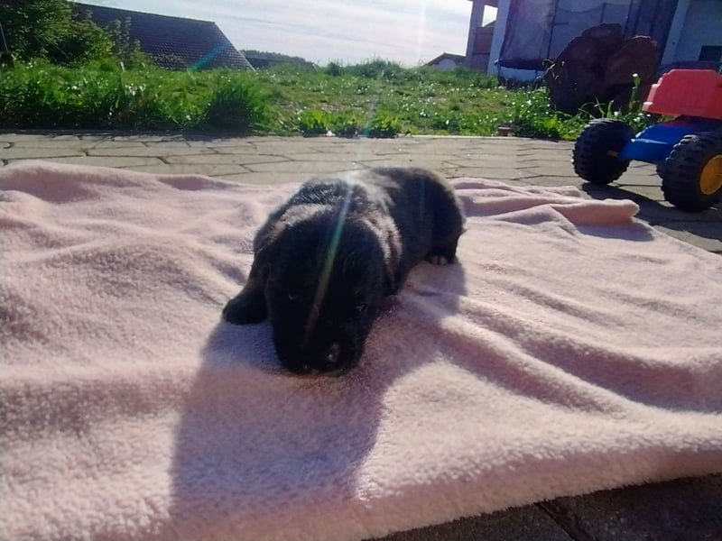 Der kleine schwarze Wirbelwind