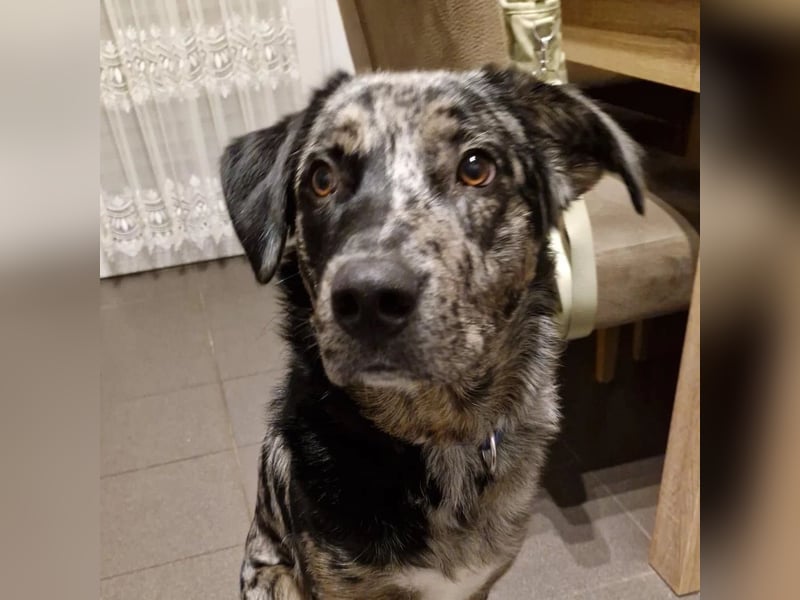 Shepherd-Labrador-Mix Jerry