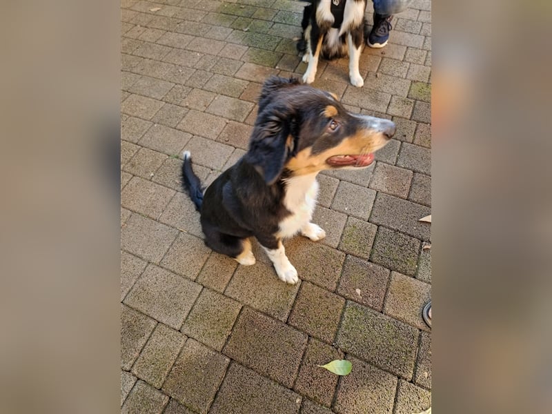 Balou AustralianSheperd/Border Collie MIx