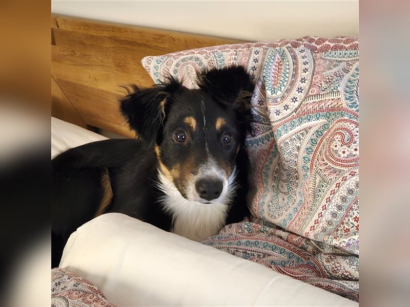 Balou AustralianSheperd/Border Collie MIx