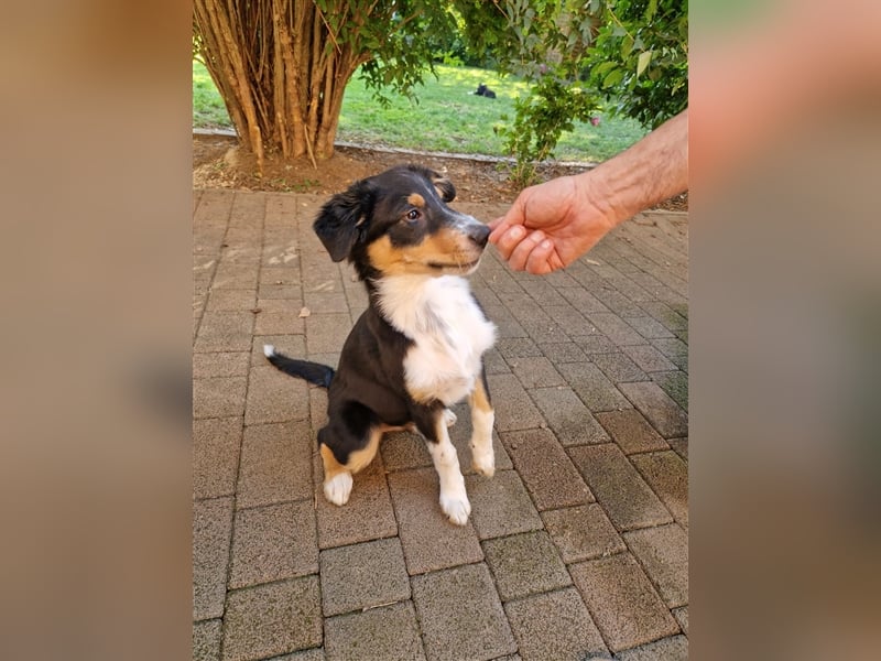 Balou AustralianSheperd/Border Collie MIx