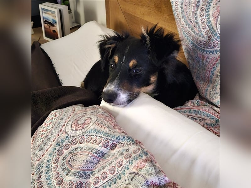 Balou AustralianSheperd/Border Collie MIx