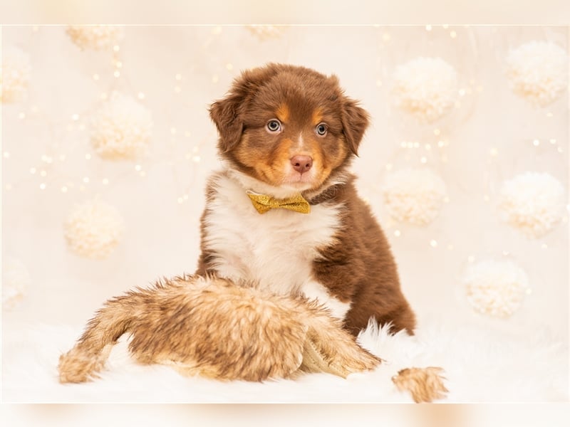 Australian Shepherd Welpen von erfahrenem Züchter