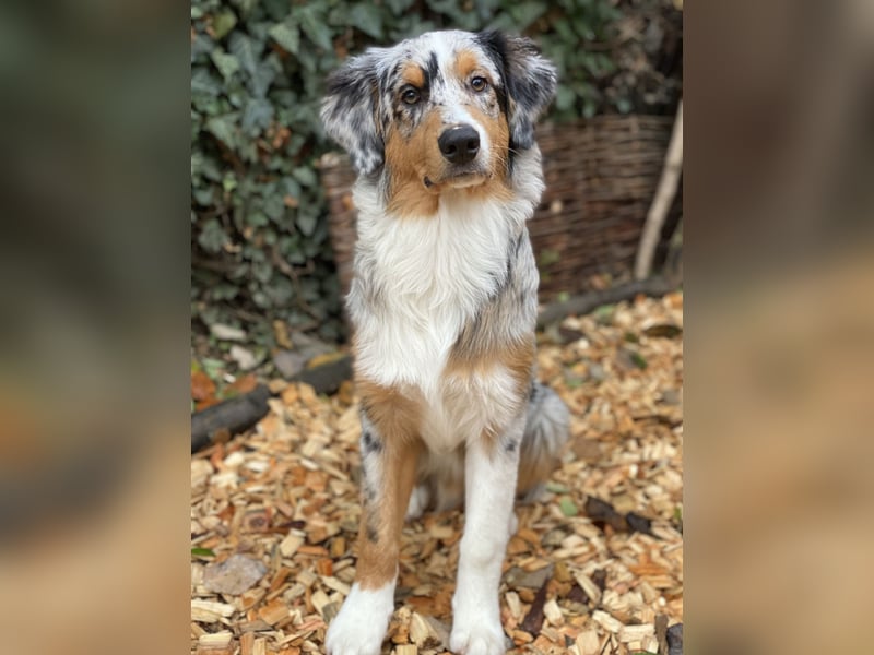 Australian Shepherd Rüde Blue Merle