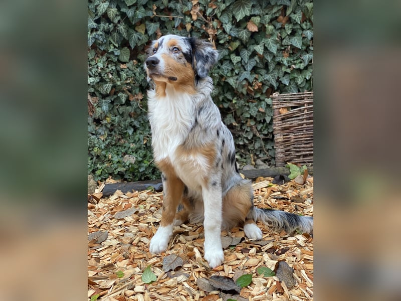 Australian Shepherd Rüde Blue Merle