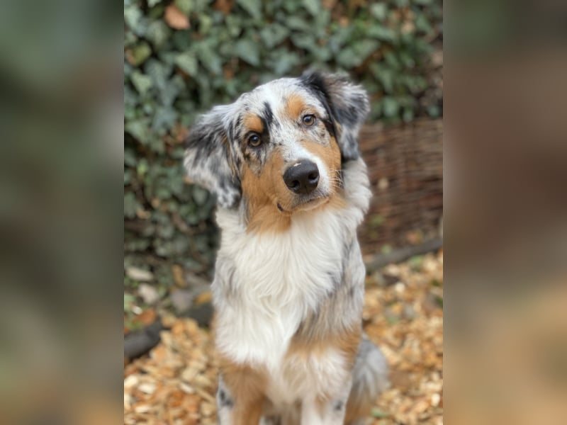 Australian Shepherd Rüde Blue Merle