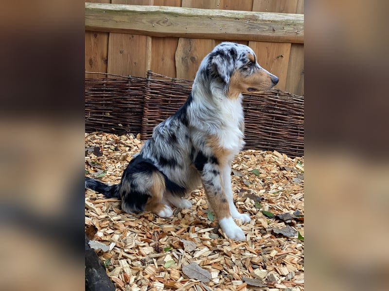 Australian Shepherd Rüde Blue Merle