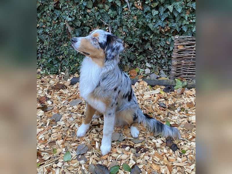Australian Shepherd Rüde Blue Merle