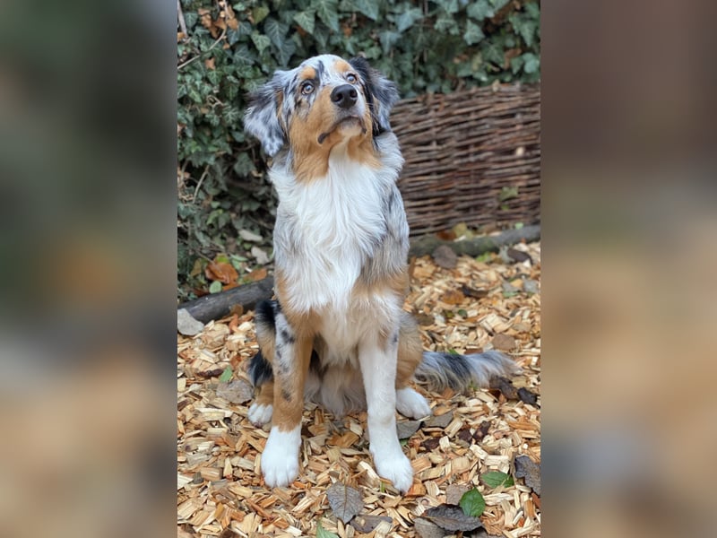 Australian Shepherd Rüde Blue Merle